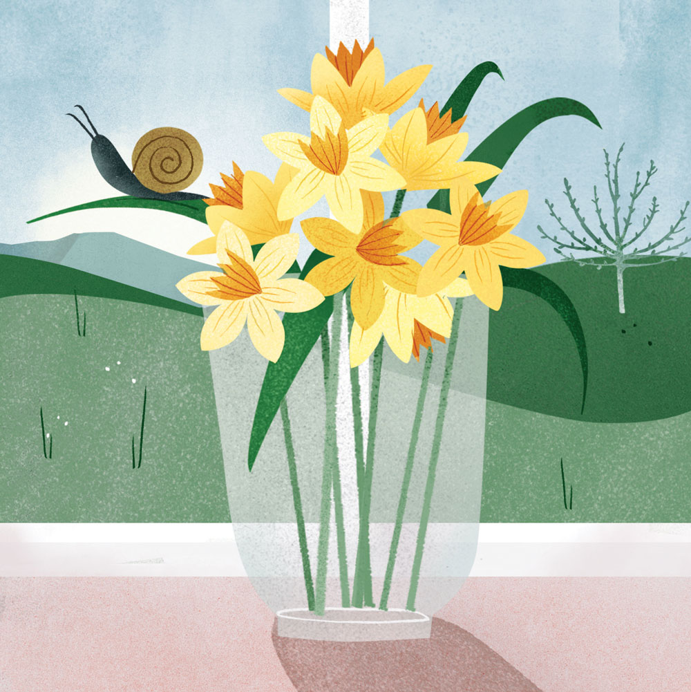 marys_Farm_Daffodils