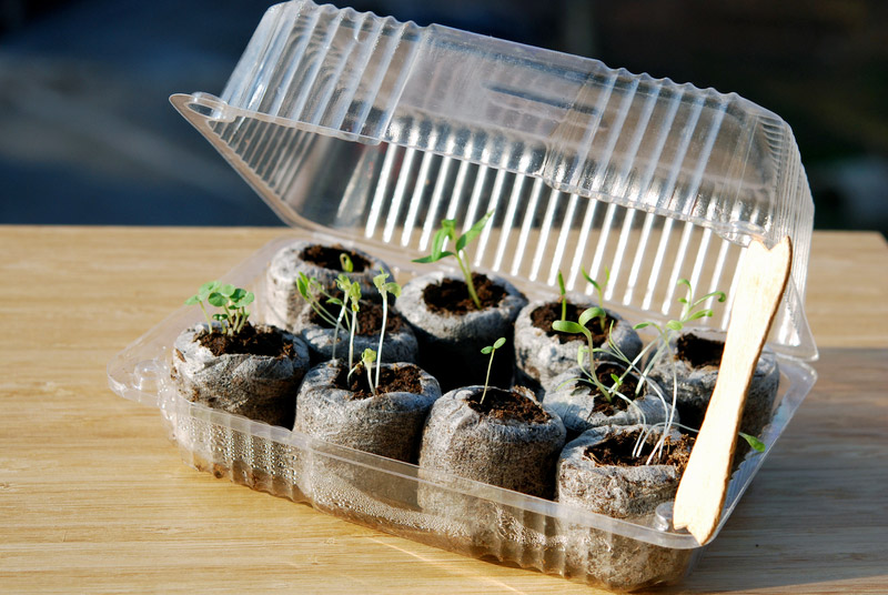 How to Start Seeds in a Mini Greenhouse 