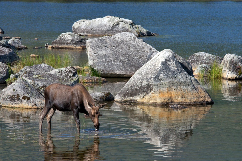 moose-calf-baxter-state-park-dt