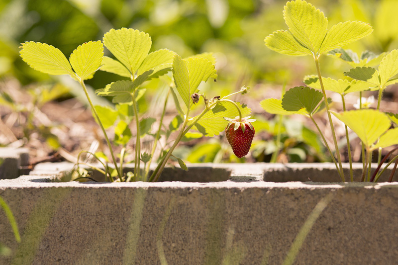 cinderblock-garden-dt