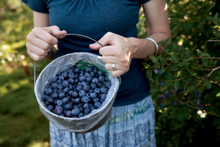 Best Berry Picking | Monadnock Berries, Troy