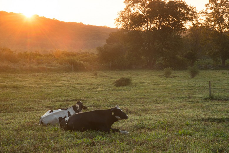 A pair of cows at rest during sunrise at Tiffany Farm.