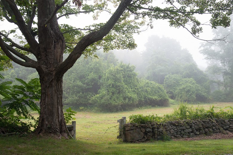 Foggy landscape near Ashlawn Farm.