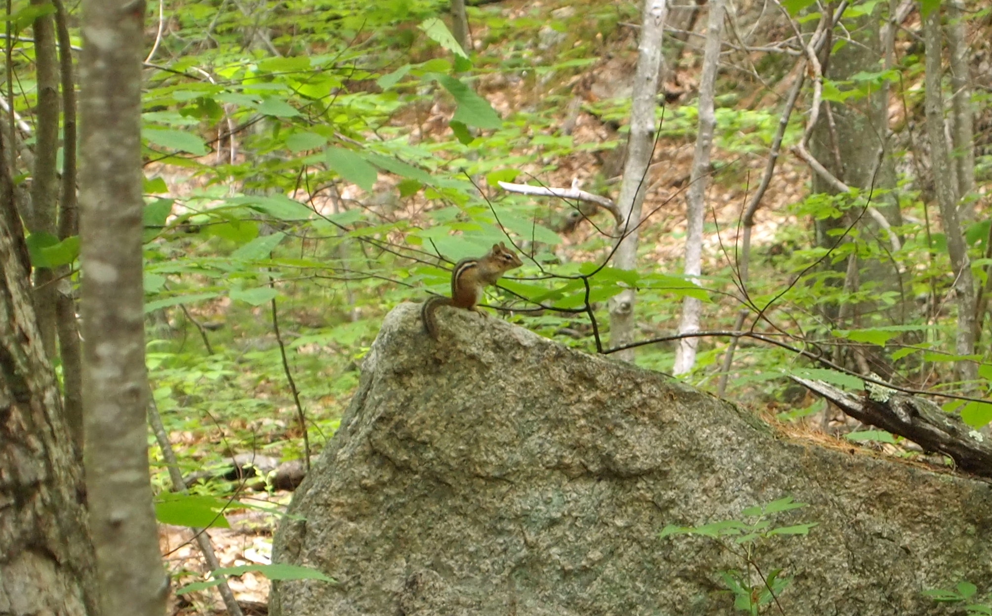 The Legend of Purgatory Chasm