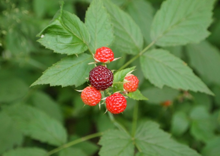 Wild blackberries also grow along the outskirts of the field,