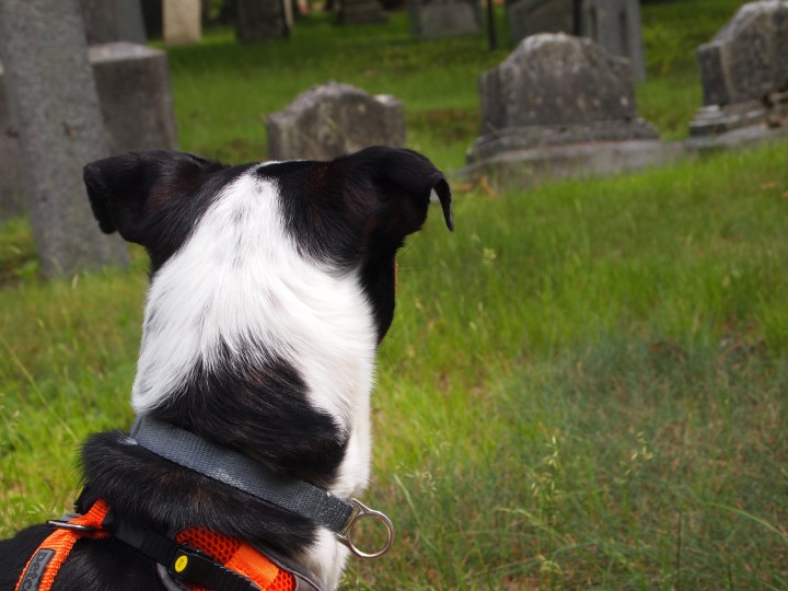 Brody looks towards the Old Settler's Burial Field, located almost directly across from the field. Visitors must obtain permission to enter the cemetery.