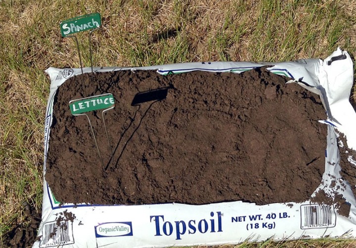 greens growing in a bag of potting soil