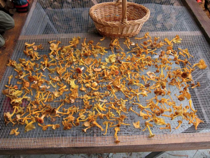 A harvest of wild chanterelle mushrooms, a sure sign of summer.