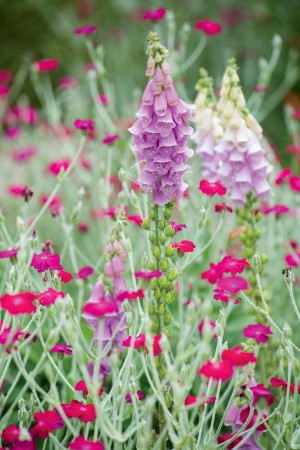 Rose Campion & Foxglove