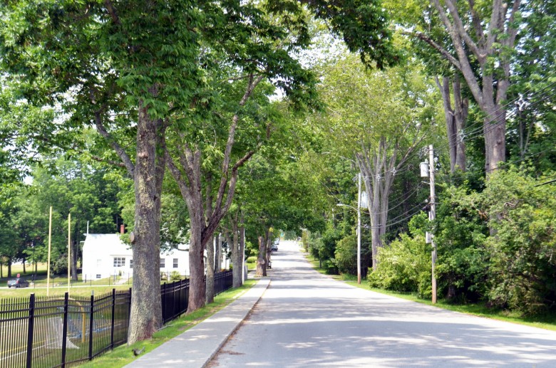 castine maine elm trees