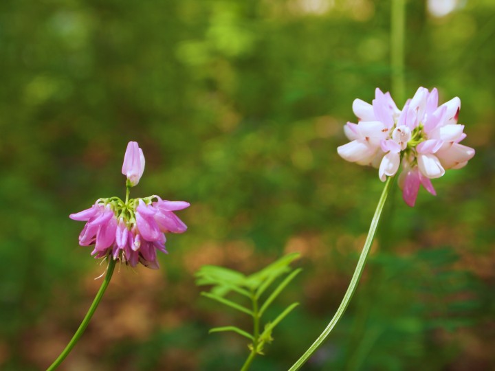 Natural surprises are all over Walden's trails. 