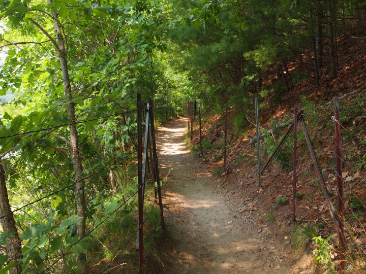 On the path to Thoreau's cabin site. 