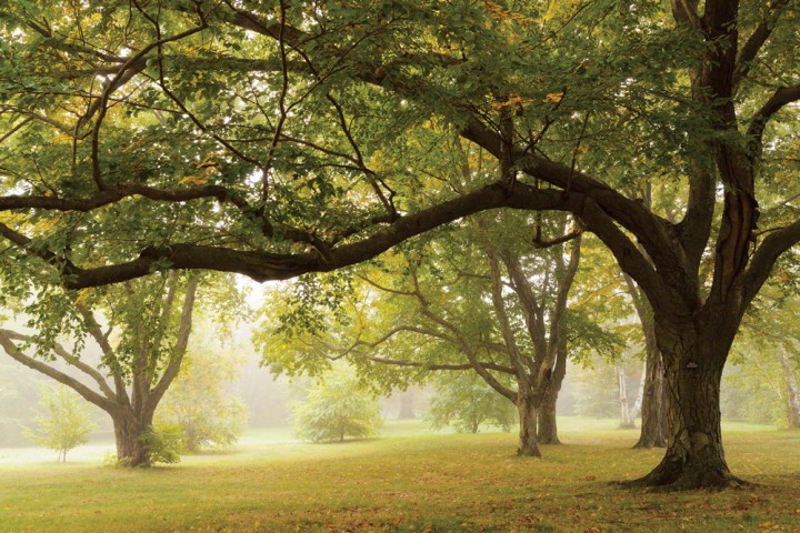 “We want a ground to which people may easily go,” Frederick Law Olmsted wrote, “where they shall, in effect, find the city put far away from them.” More than 13,000 plants pass the baton of color through the seasons here at Harvard’s Arnold Arboretum.  —C.S.