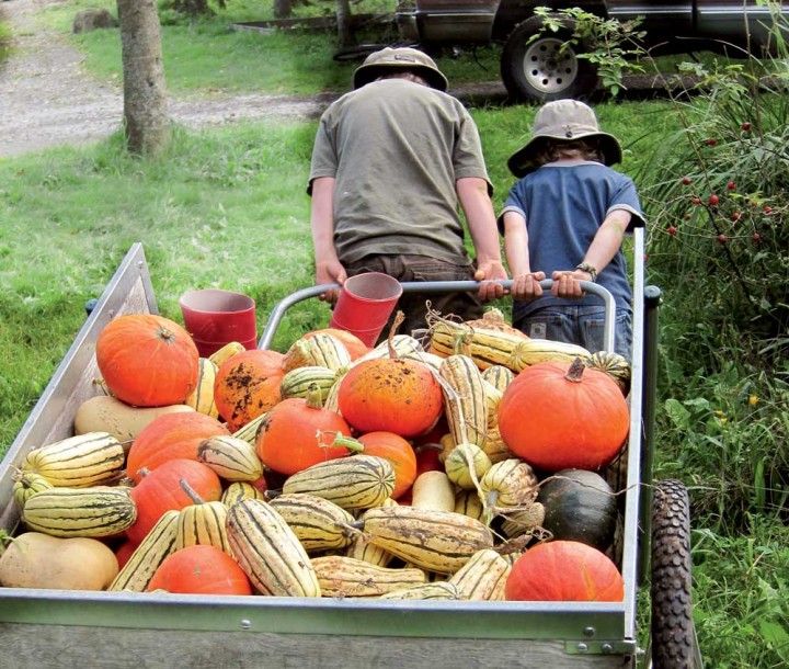 The Hewitt boys, Fin and Rye, haul the squash harvest home from the field. 