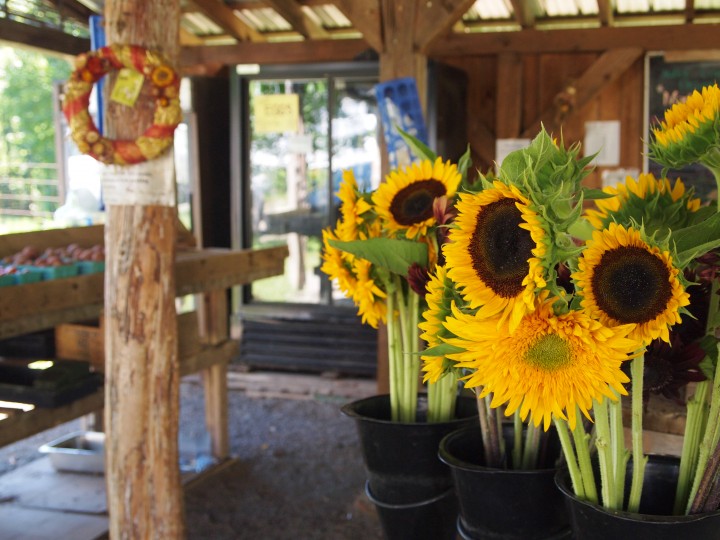 Beautiful sunflowers sold in the farm stand are sure to delight anyone.