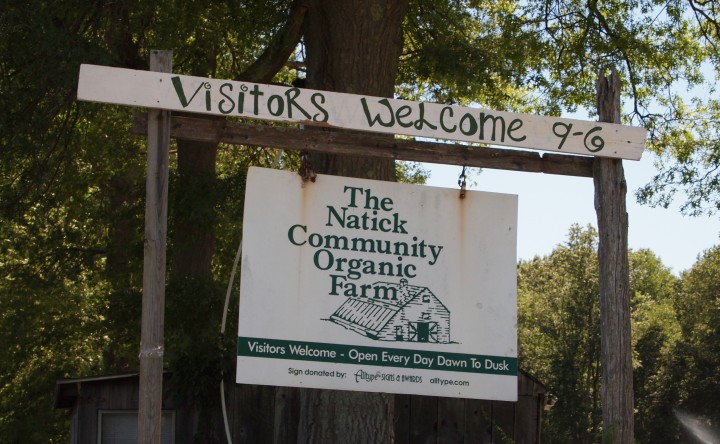 Sign welcomes visitors to the Natick Community Organic Farm. 