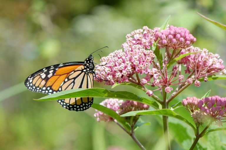 4 Beneficial Weeds Found in New England - New England