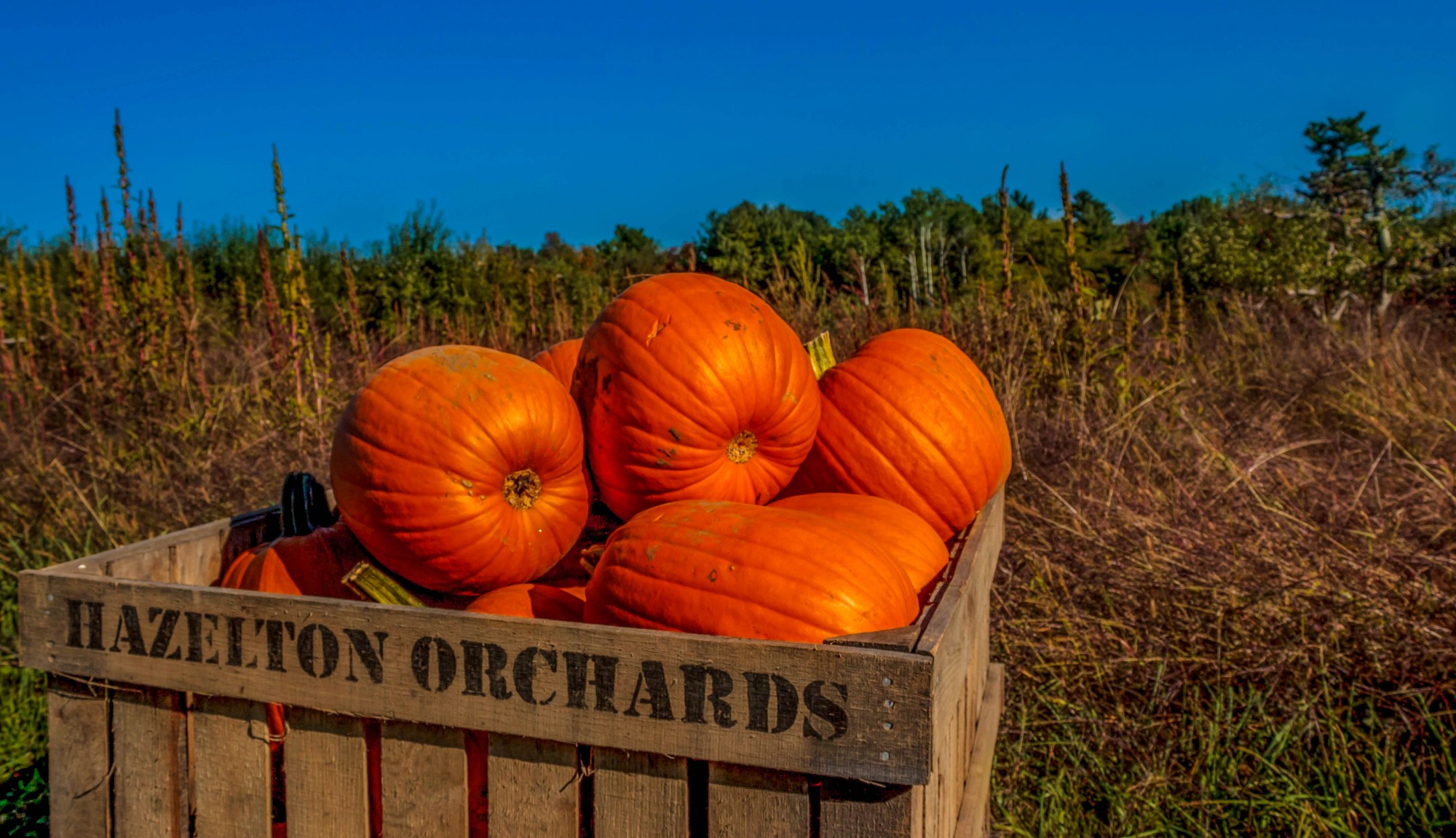 lombard pumpkin patch