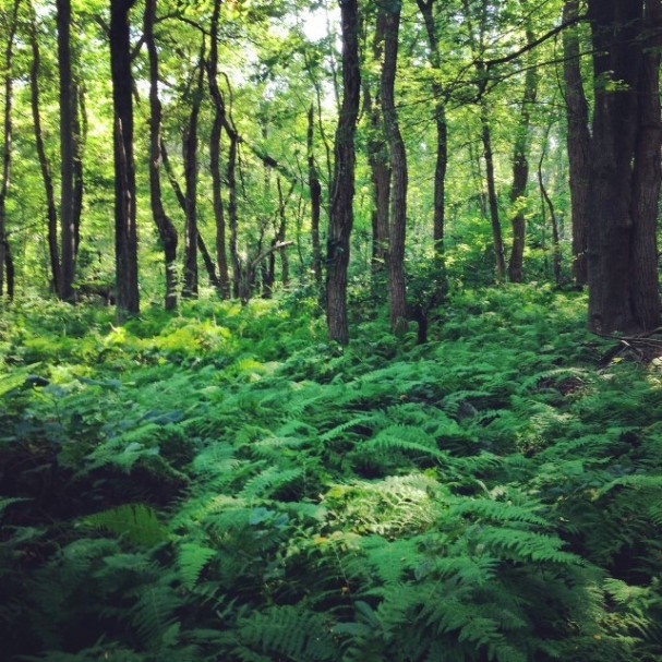 Nine Men's Misery A Historic (and Possibly Haunted) Site in