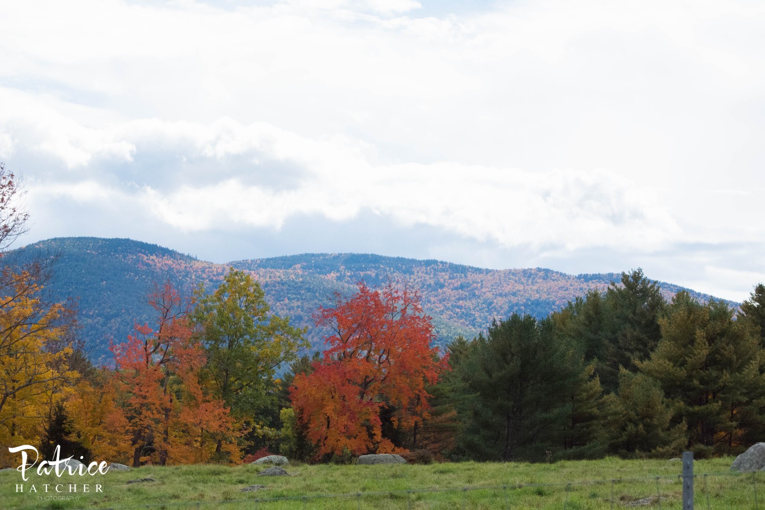 2015 10 113 Arnold Arboretum