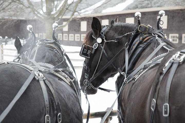 Lynne and Sue, a pair of black percheron mares, are one of four working teams at Billings Farm. 
