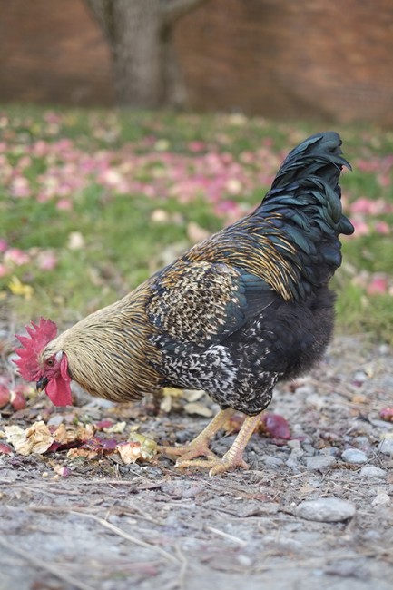 A rooster eats apples off the ground. A variety of poultry including ducks and geese were kept by the shakers on the farm for eggs, meat and feathers.