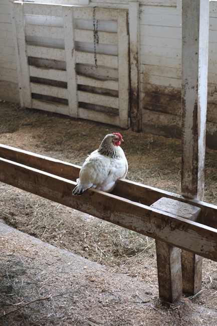 Dominique, Wyandotte, Dorking & Rhode Island Red Chickens are found throughout the village including the dairy ell.