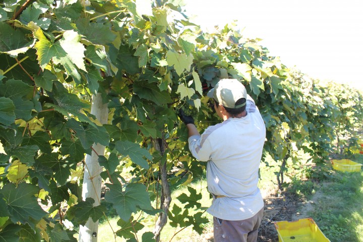 Newport Vineyards Niagara Grapes