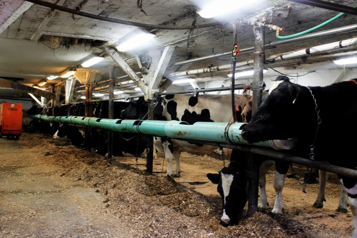 Inside the barn with some of the dairy cows