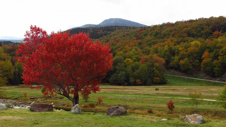 Intense Reds Punctuating Otherwise Early Foliage in Pinkham Notch on 10-6-15. 