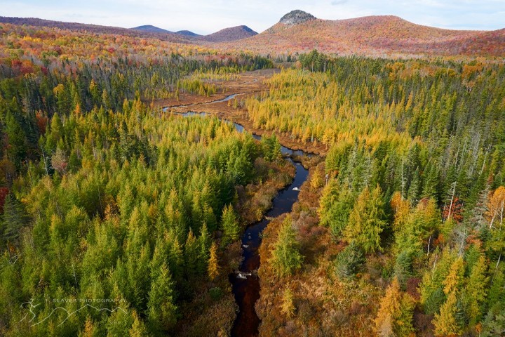 Tamaracks, A Deciduous Conifer, will be peaking soon in Northern New England. 