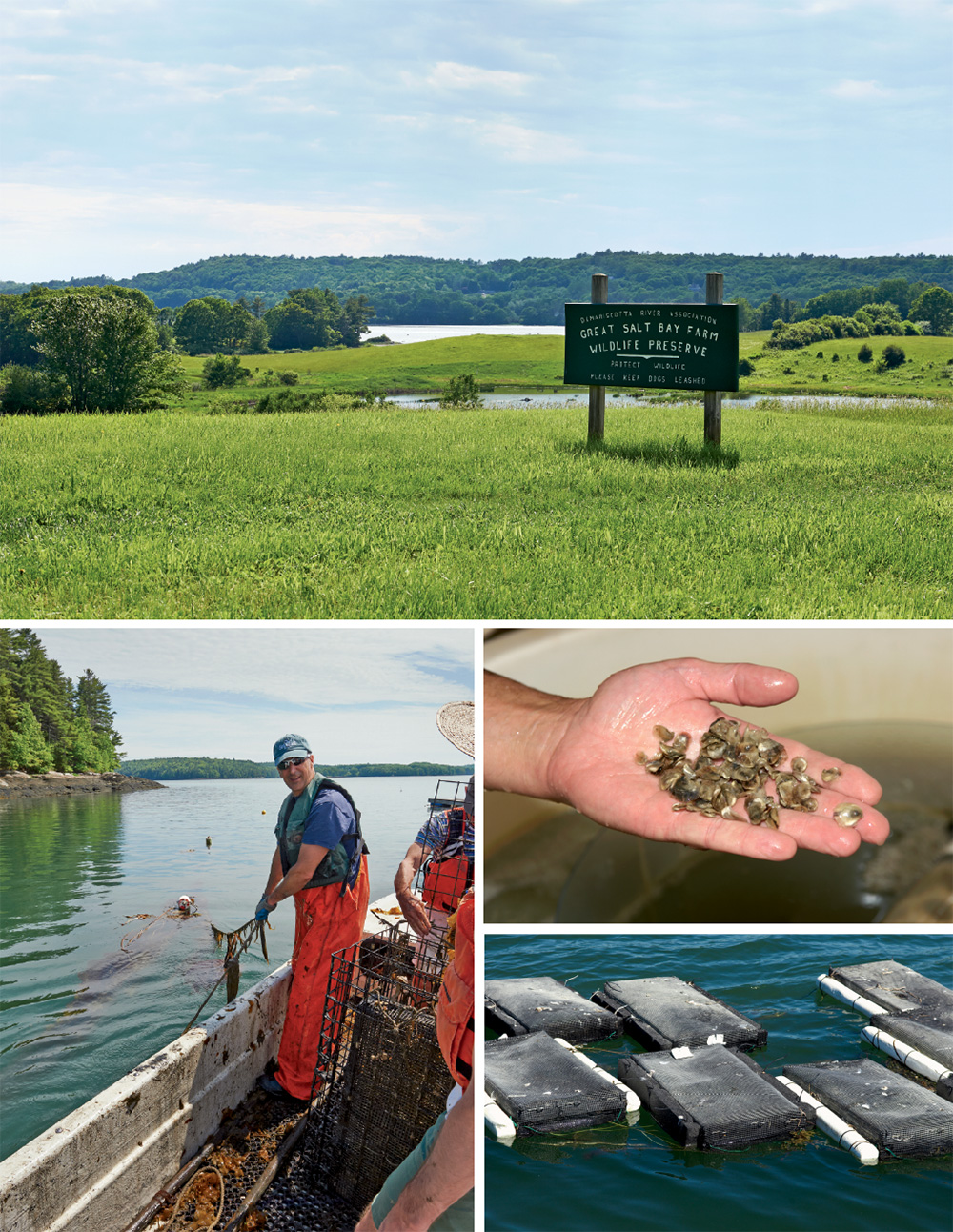 clockwise from top: Midcoast Maine’s Great Salt Bay Farm & Heritage Center property, in Damariscotta, includes a wildlife preserve; oyster spat grown at the Darling Marine Center; float bags containing young oysters; in Maine, Dana Morse pulls up bags of last year’s oysters that have overwintered in Lowe’s Cove’s deep water. 