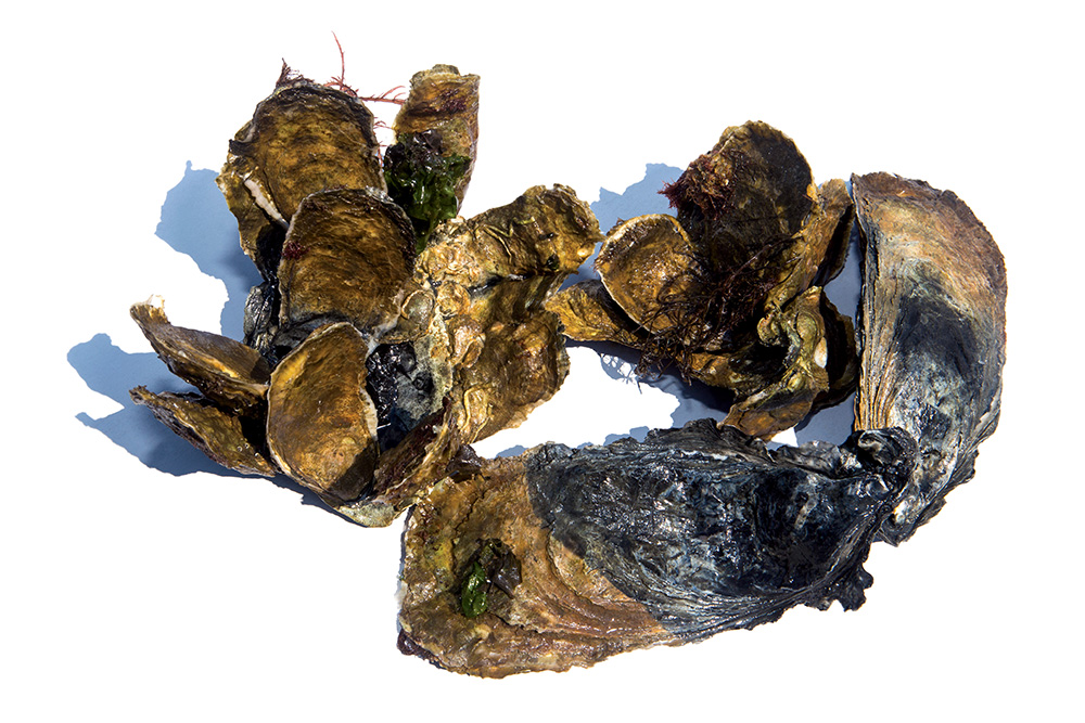 oysters_134_MM