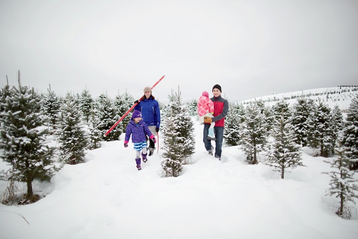 Families search rows of spruce and fir to find the perfect Christmas tree.