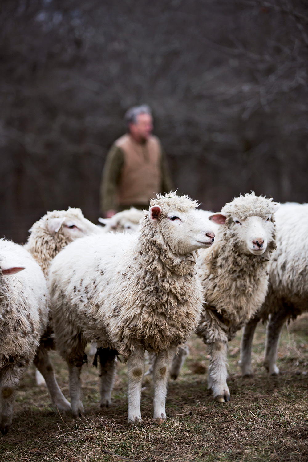 Kristin’s husband, Mark Duprey, tends to their flock of 300 Romney sheep, raised for meat and wool.