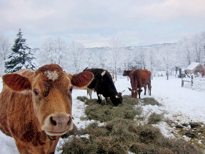 Cows on the Hewitts’ farm munch hay amid the season’s first snow cover.