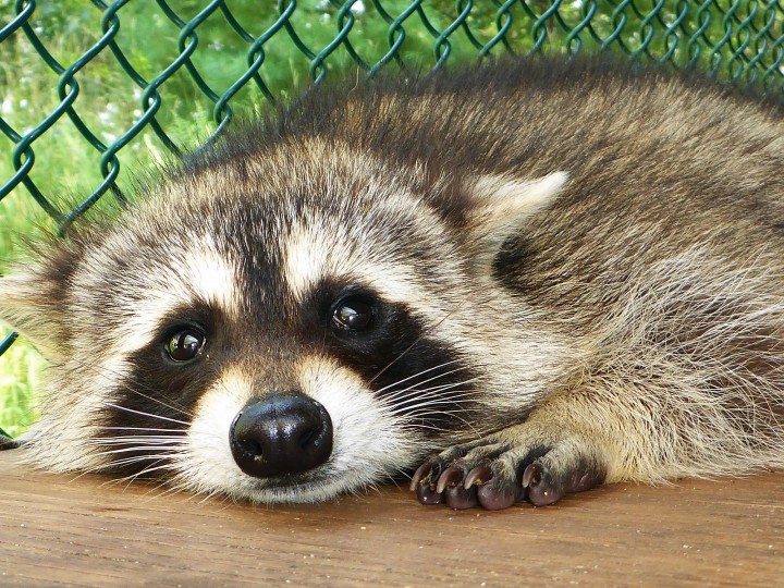 Five Things You Should Know About Raccoons