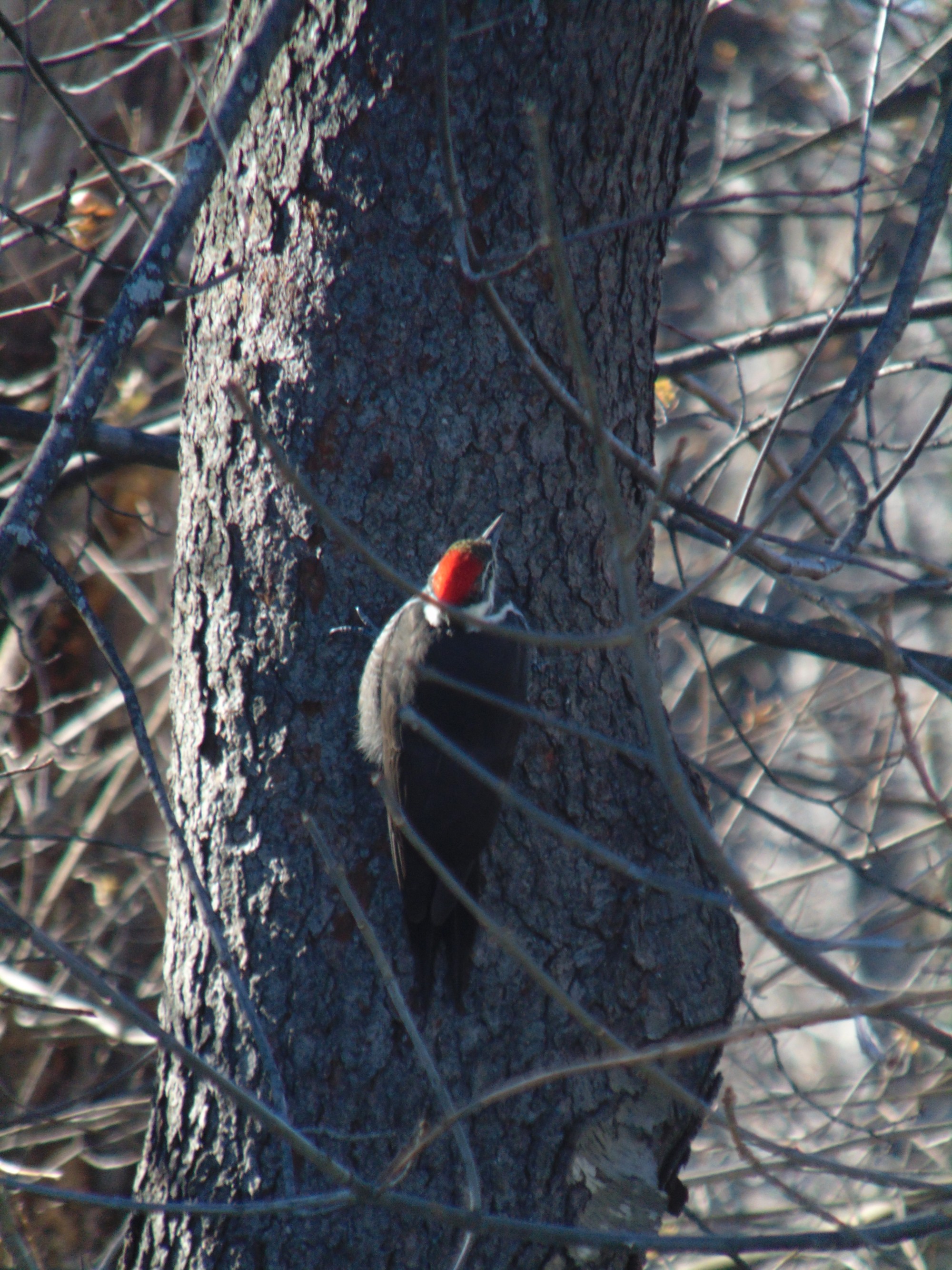 New England Woodpecker - New England Today