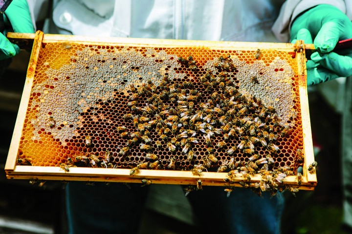 A backyard beekeeper inspects a comb from a thriving hive.