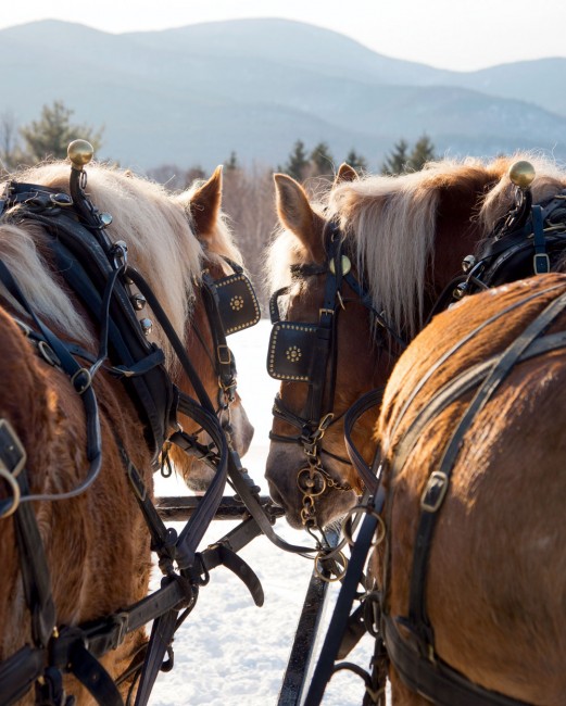 Belgians Burt and Rex, of Sterling Mountain Farm Carriage Services, pull the sleighs at Trapp family Lodge.