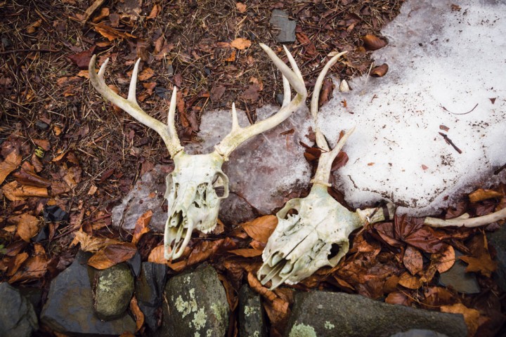 As Cowie traveled across the island, his eye was drawn to details like these deer skulls lying in an islander’s yard. “I saw a touch of reality in the antlers,” he said. The proliferation of deer has been a long-running problem, since deer ticks feed off the herd. The herd has been thinned in recent years by hunting, the surprise arrival of coyotes, and last winter’s harsh mix of snow and cold.