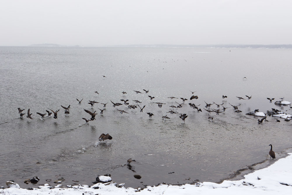 Flocks of Canada geese, brants, and black ducks winter on the island, only two miles from the mainland but a natural world unto itself. The Audubon Society of Rhode Island is offering a “Winter Wildlife” tour of Prudence on January 9 this year.