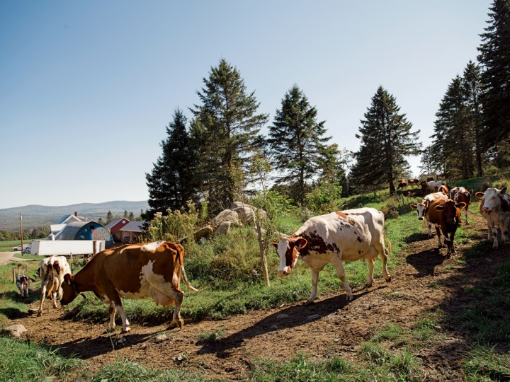 On Jasper Hill Farm, Ayrshire cows head toward the milking parlor.
