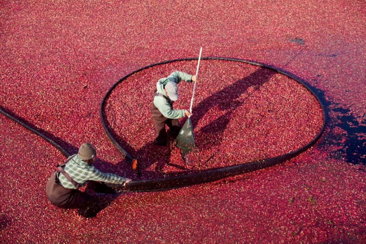 A beautiful sea of red marks the cranberry harvest, celebrated on Nan­tucket and in many other coastal locales.