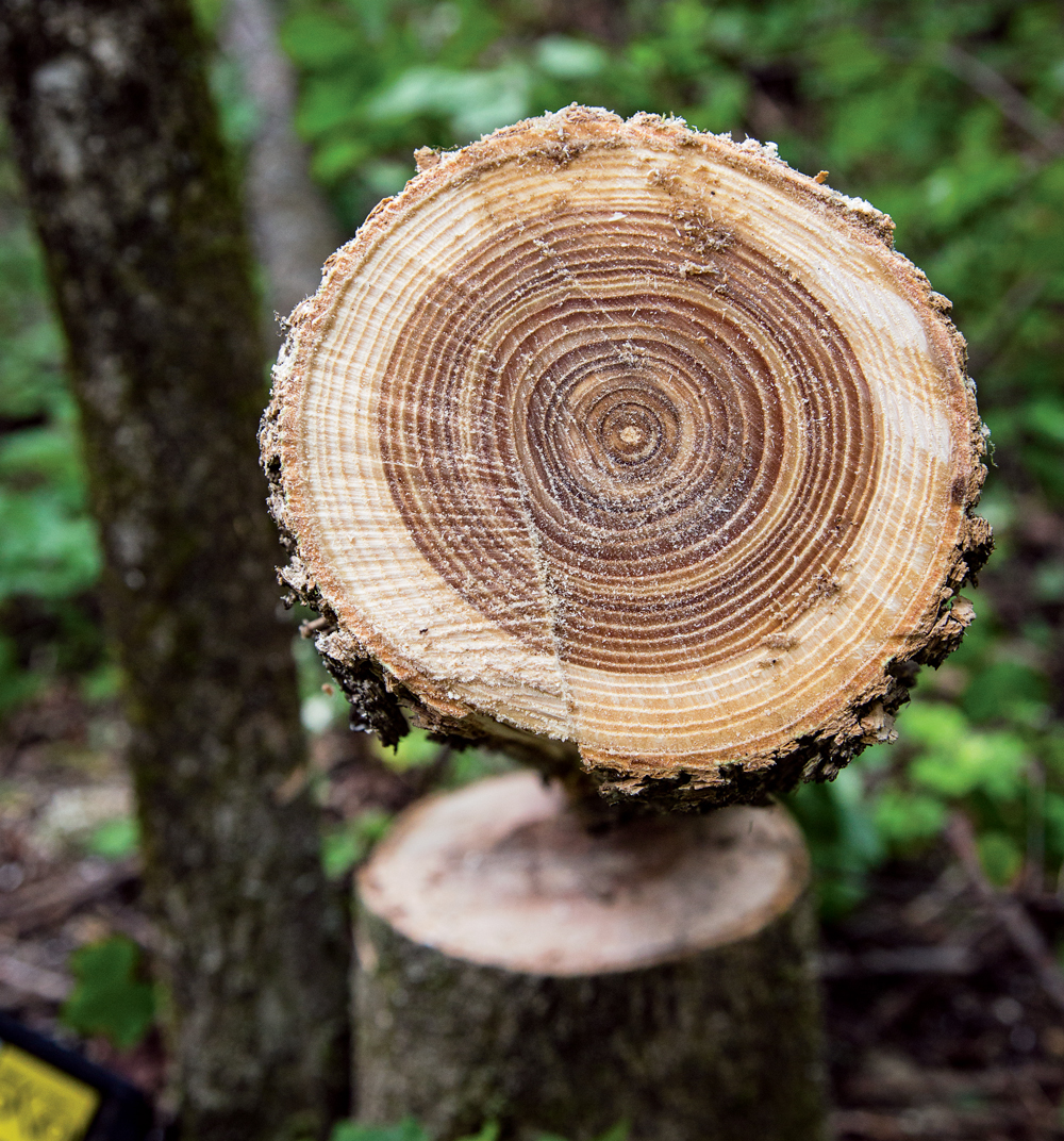 Ash Tree Uses