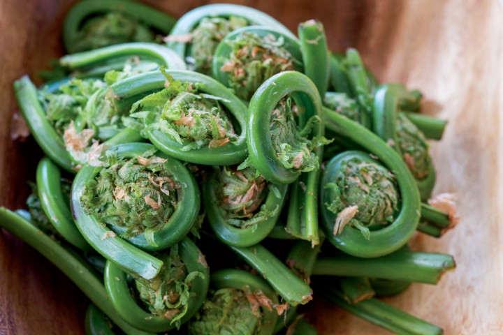 Ostrich-Fern Fiddleheads