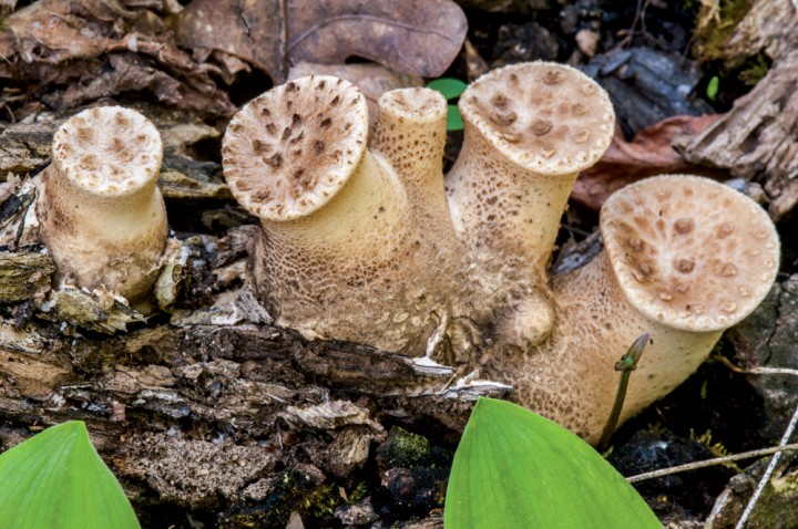 Dryad’s Saddle Mushroom