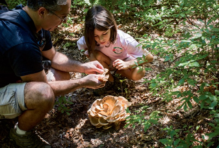 Gillian takes a closer look at her father’s foraging find, a black-staining polypore. It’s an edible fungus, but some  specimens are too fibrous to be palatable. 