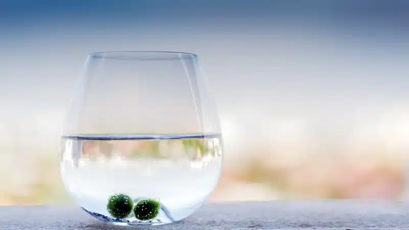 Make a Marimo Garden