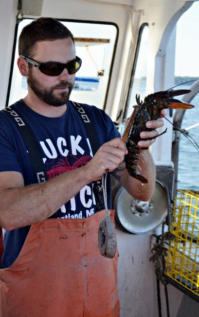measuring the lobster